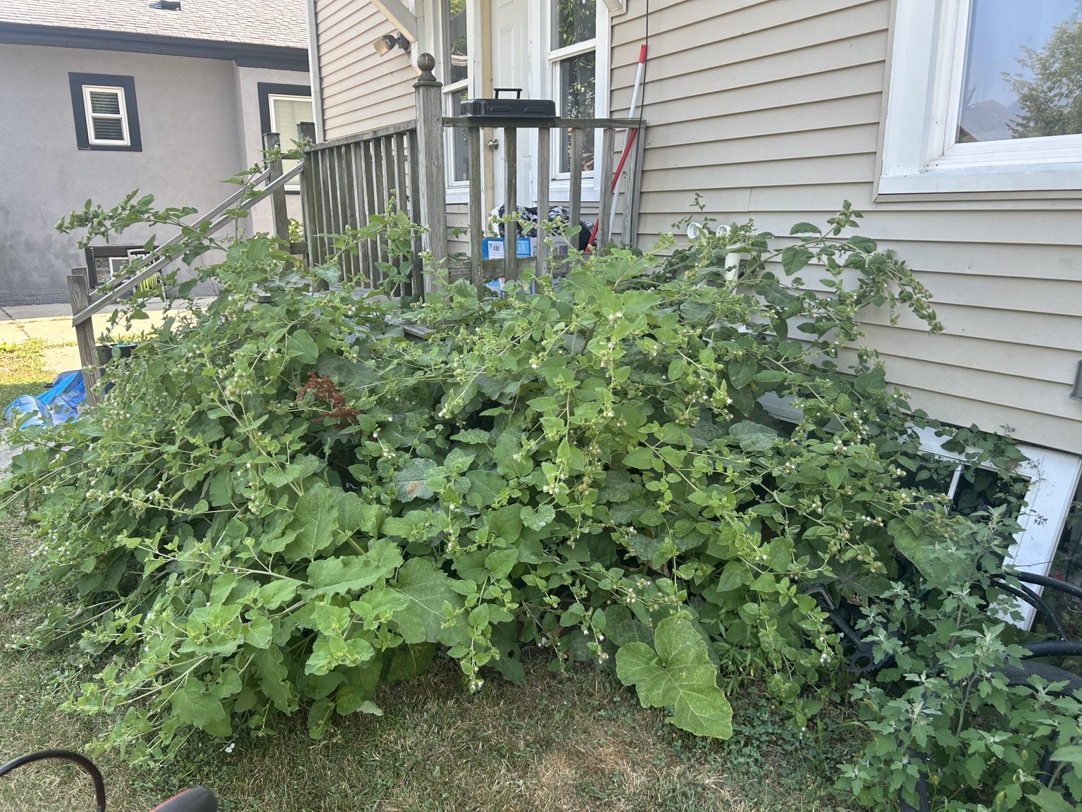 Overgrowth around porch before cleanup