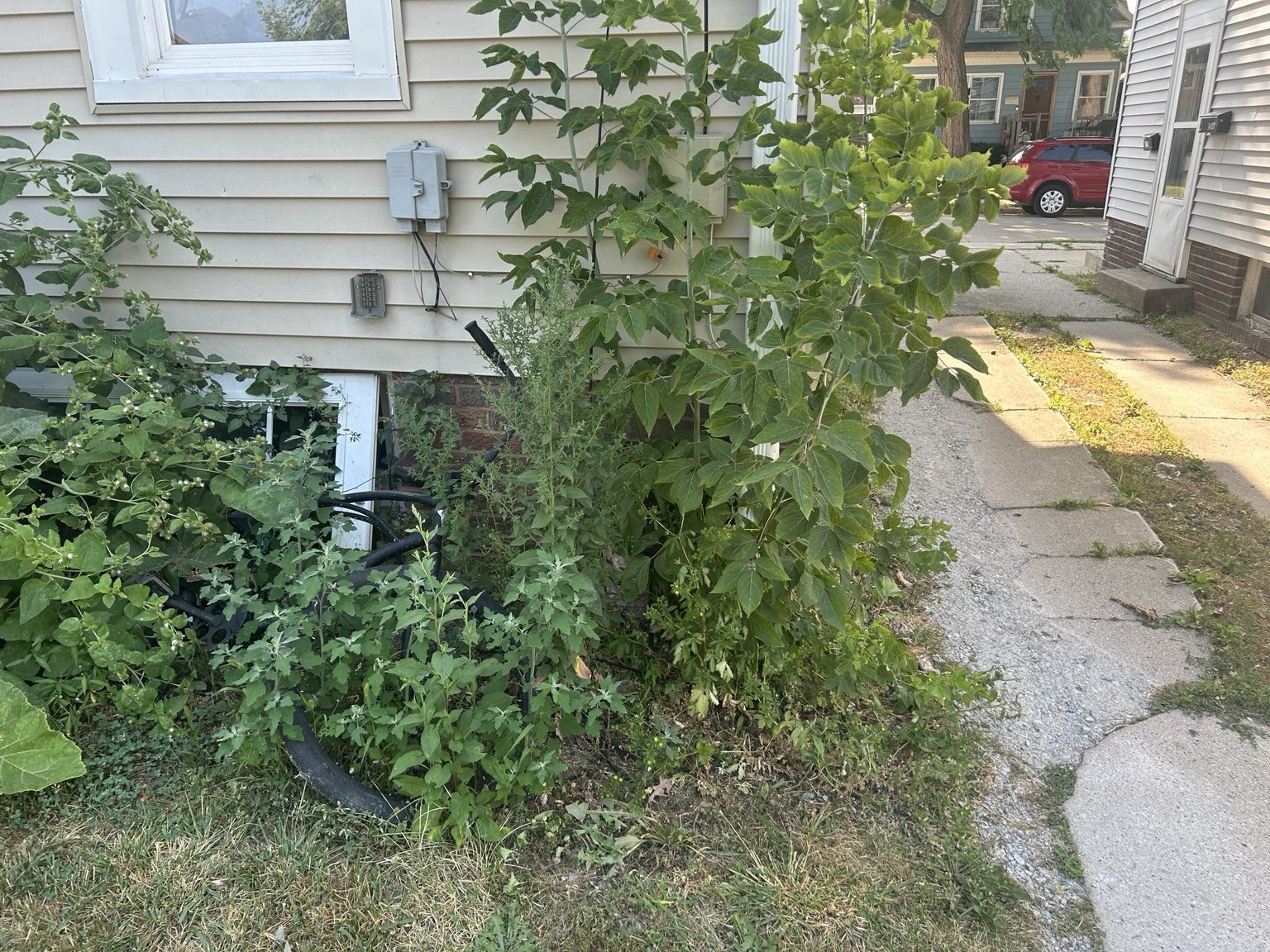 Weeds and overgrowth near side of property before cleanup